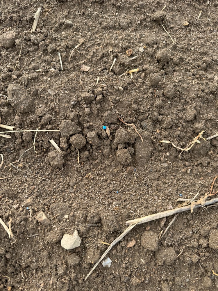 Giftköder-Blaukorn auf Feldern-Profilbild