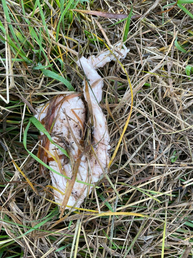 Giftköder-Vorsicht-Profilbild