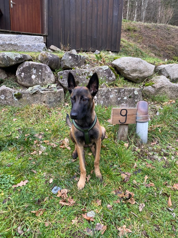 Hundetreffen-Malinois Treffen in Berlin?-Profilbild