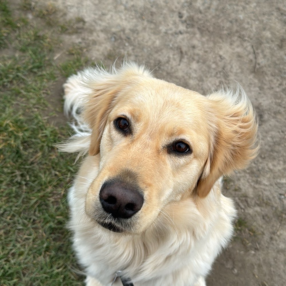 Hundetreffen-Gassirunde-Profilbild