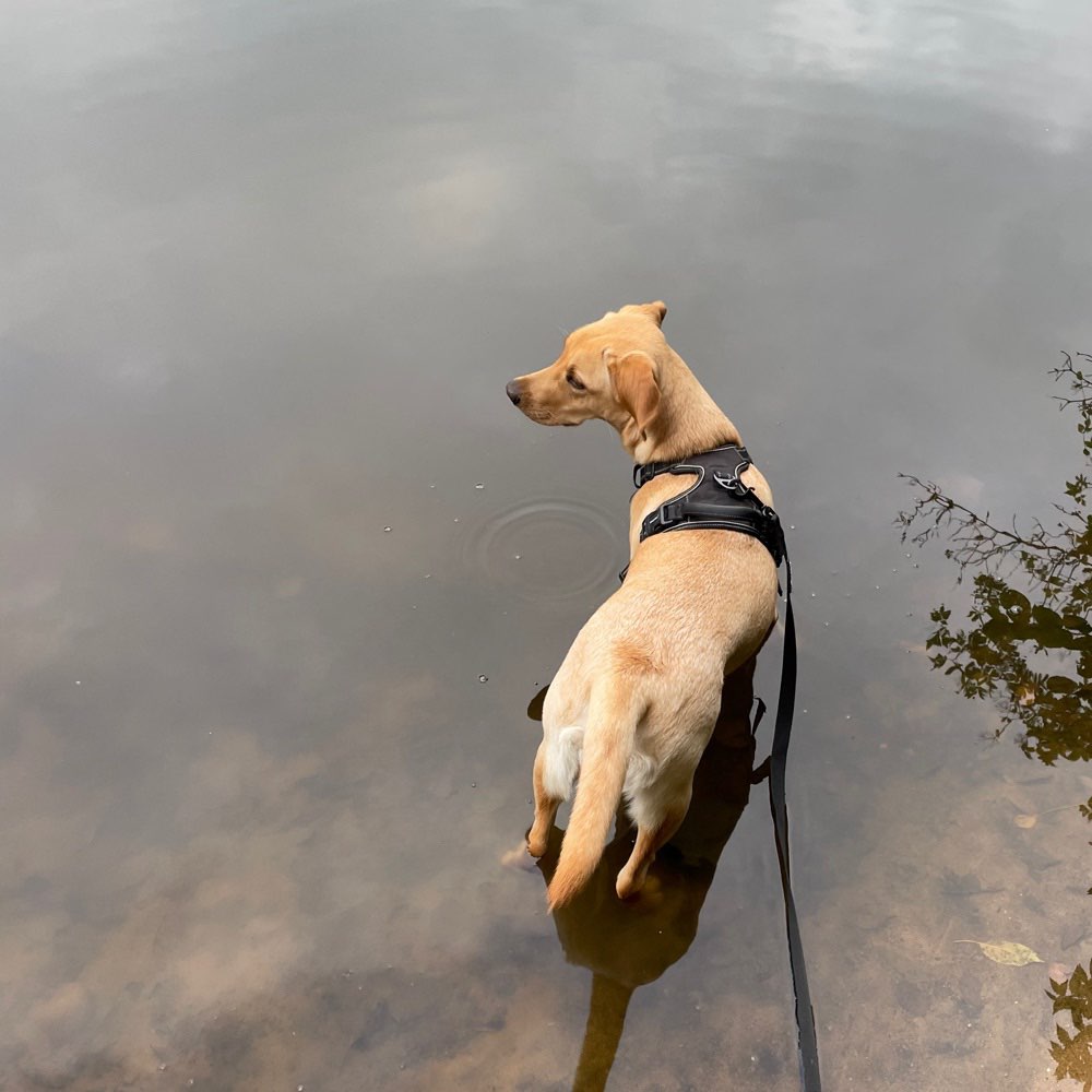 Hundetreffen-GassiRunde-Profilbild