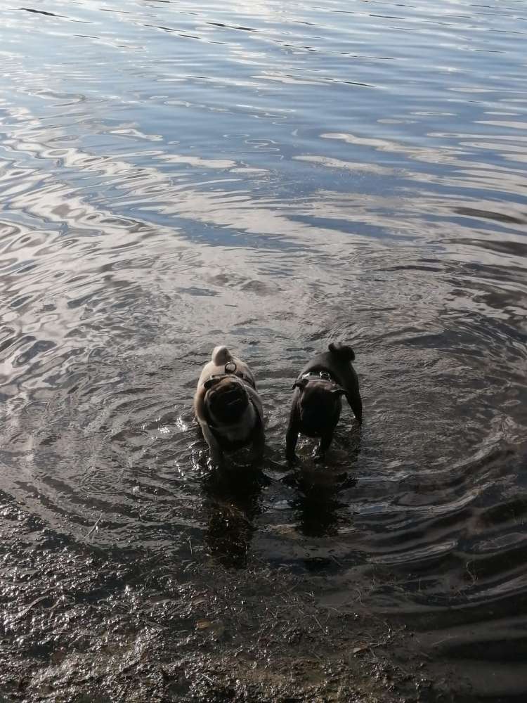 Hundetreffen-Junge Spiele und Gassi Freunde werden gesucht!!-Profilbild