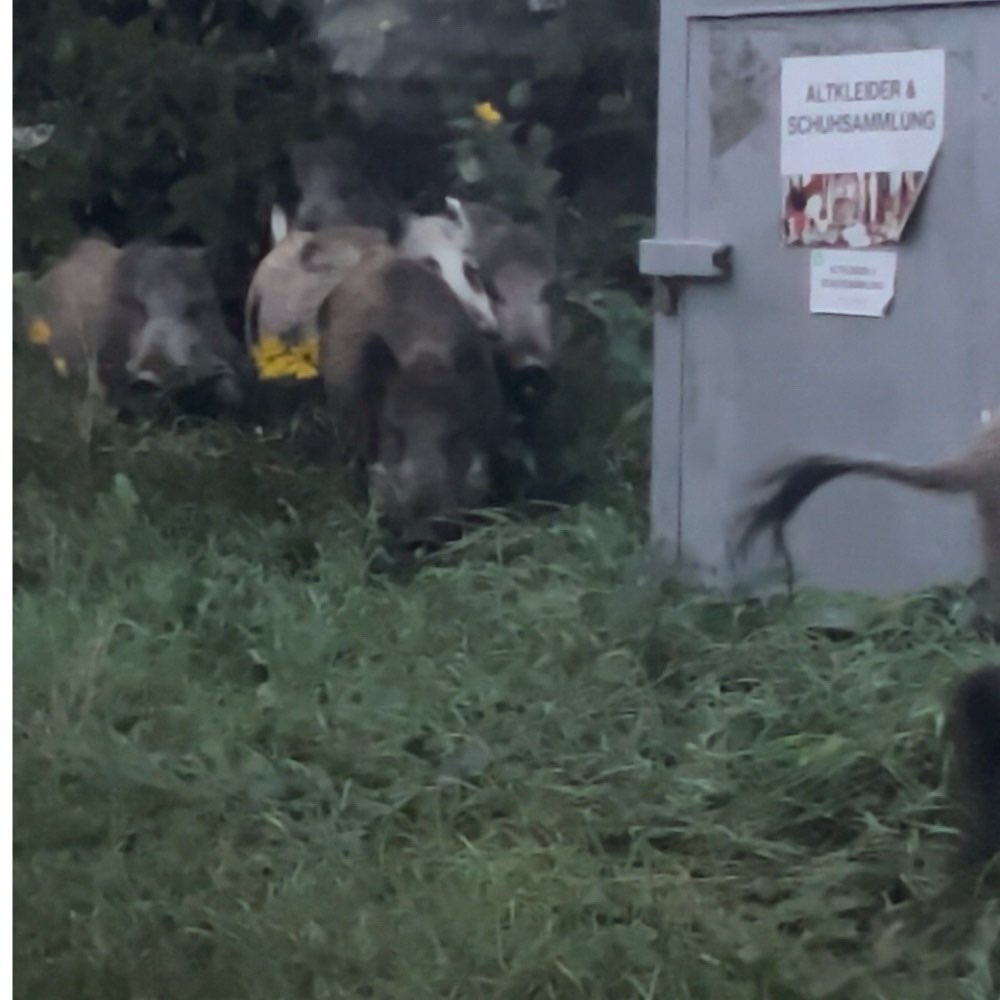 Giftköder-WILDSCHWEIN RUDEL-Profilbild