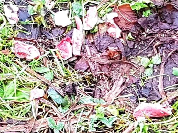 Giftköder-Dubiose Fleischstücken-Profilbild