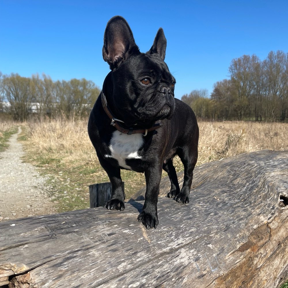 Hundetreffen-Spiel und Gassirunde in Wenden-Profilbild