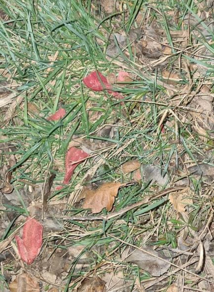 Giftköder-Eventuell Giftköder-Profilbild