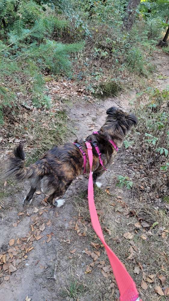 Hundetreffen-Gassi und Tratsch Runden-Profilbild