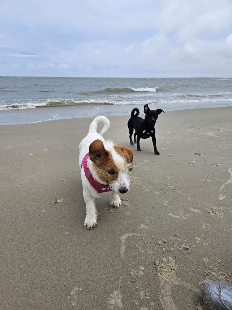 Hundetreffen-Trainungs treffen Clausthal-Zellerfeld-Profilbild