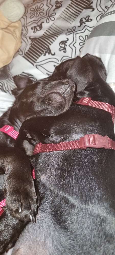 Hundetreffen-Welpen treffen Clausthal-Zellerfeld und Umgebung-Profilbild
