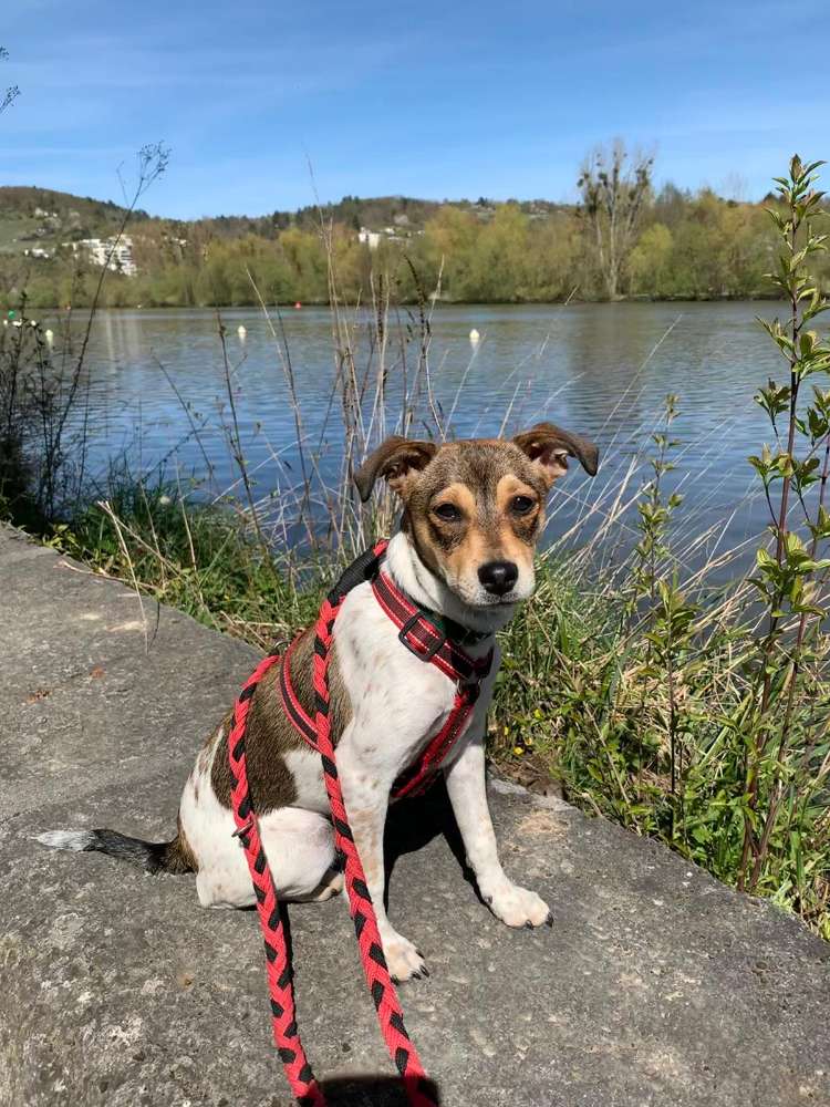 Hundetreffen-Gassi und Spielrunde-Profilbild