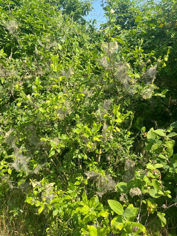 Giftköder-Verdacht Eichenprozessionsspinner-Profilbild