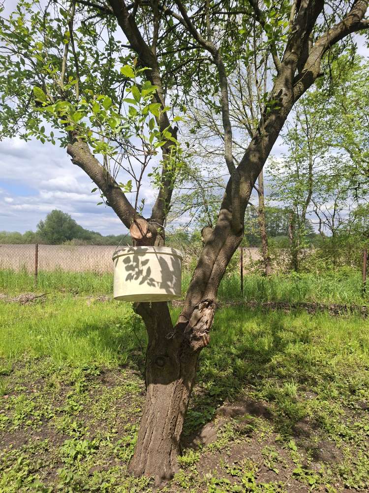 Hundetreffen-Eröffnung Hundewiese Gransee-Profilbild