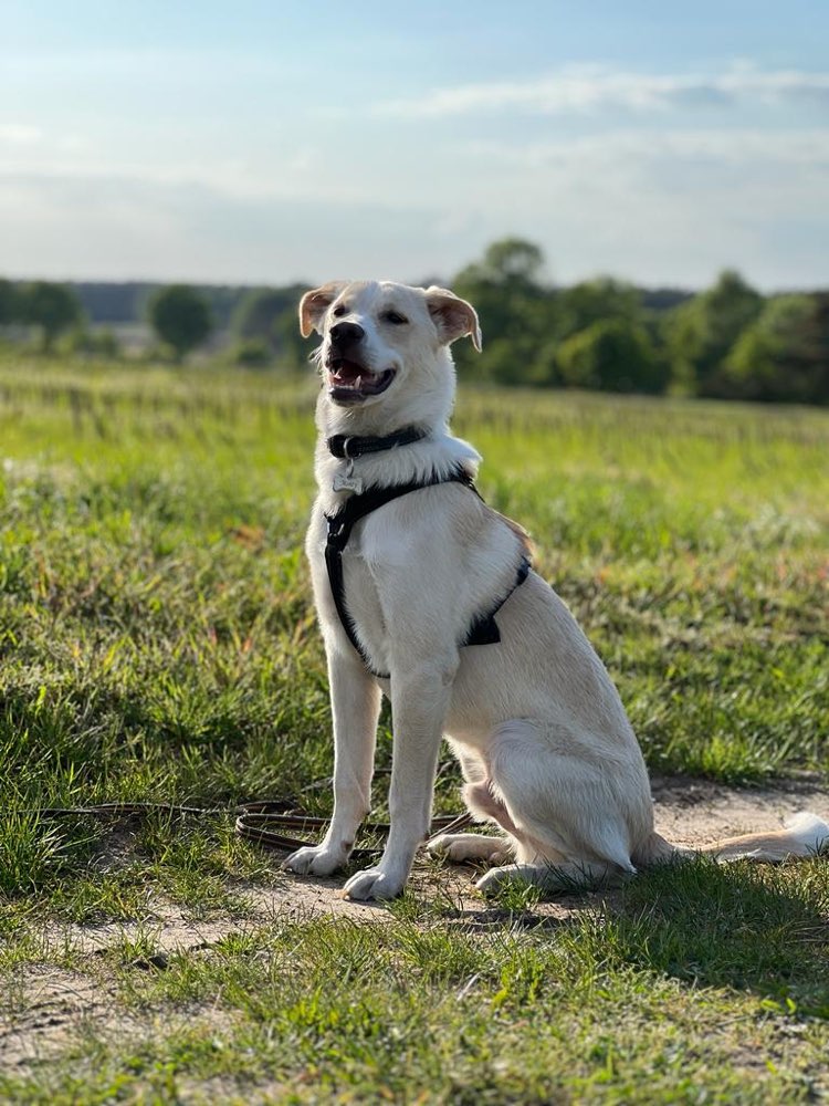 Hundetreffen-Junghundetreffen-Profilbild