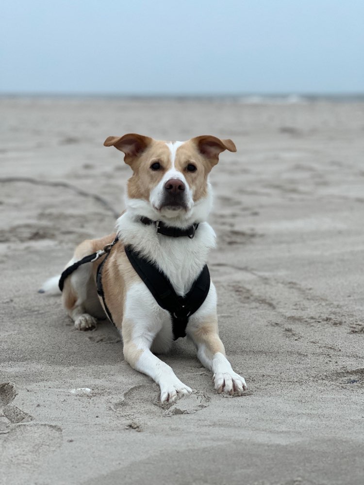 Hundetreffen-Hundekontakte-Profilbild