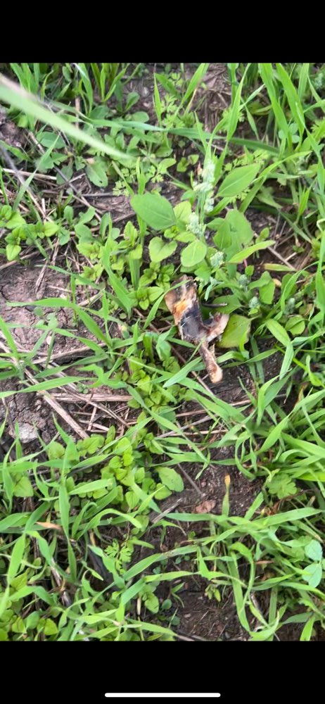 Giftköder-Nochmal ausgelegte Knochen-Profilbild