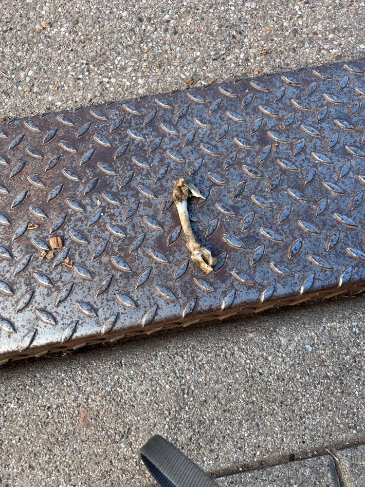 Giftköder-Ausgelegte Knochen-Profilbild