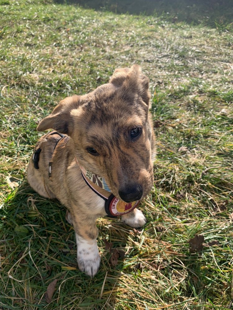 Hundetreffen-Welpentreffen gesucht 🐾-Profilbild