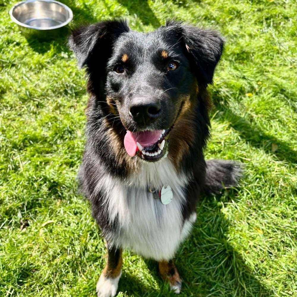 Hundetreffen-Westerhausen/Melle Spielrunde-Profilbild