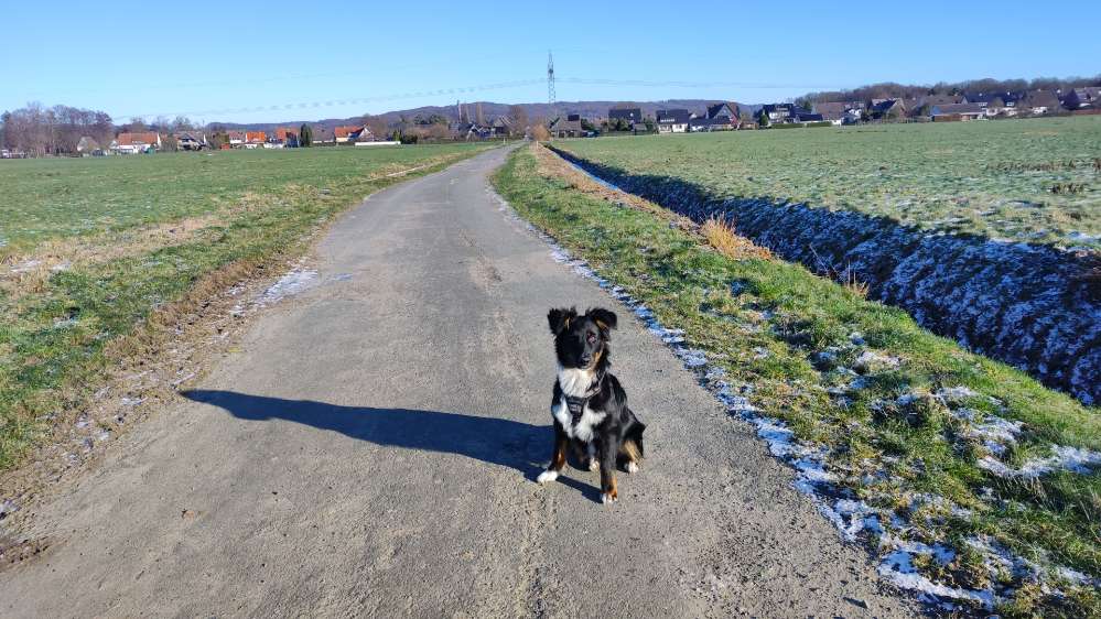 Hundetreffen-Westerhausen/Melle Spielrunde-Profilbild