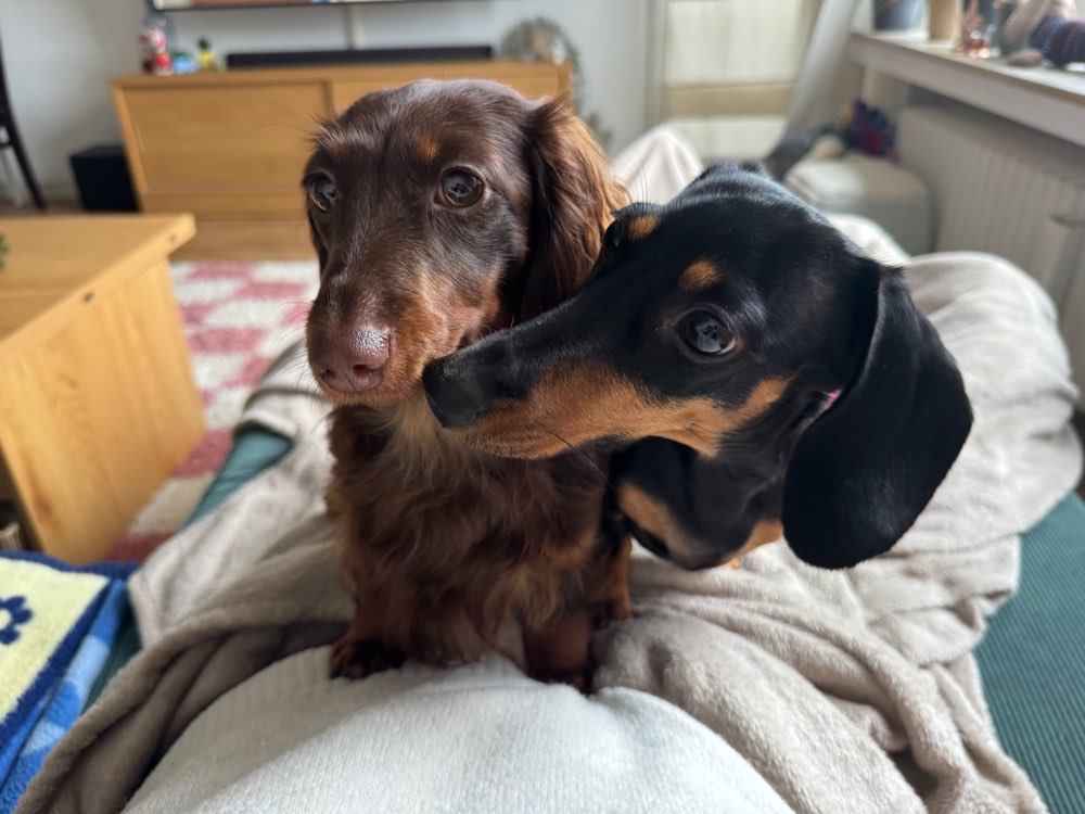 Hundetreffen-Kleine Hunde! ☀️-Profilbild