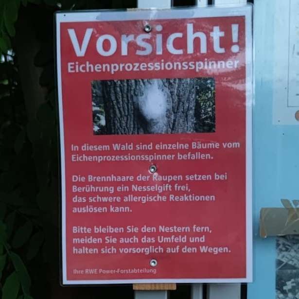 Giftköder-Eichenprozessionsspinner-Profilbild