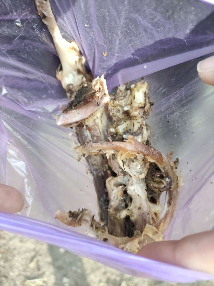 Giftköder-Gekochte Hühnerknochen-Profilbild