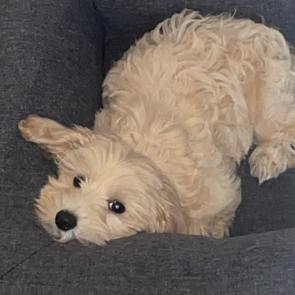 Hundetreffen-Welpentreffen Gleisdreieck park/ Schöneberg-Profilbild