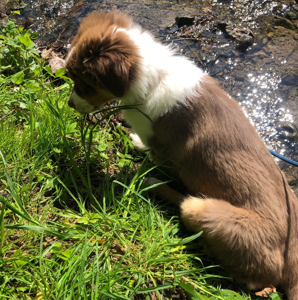 Hundetreffen-Welpentreffen/Welpenspiel-Profilbild