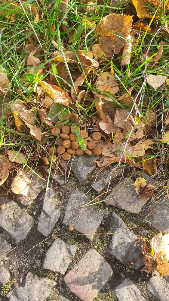 Giftköder-Leckerlies oder Trockenfutter-Profilbild