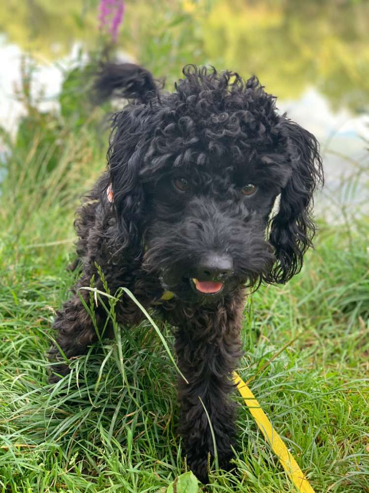 Hundetreffen-Gemeinsame Ausflüge und Spaziergänge-Profilbild