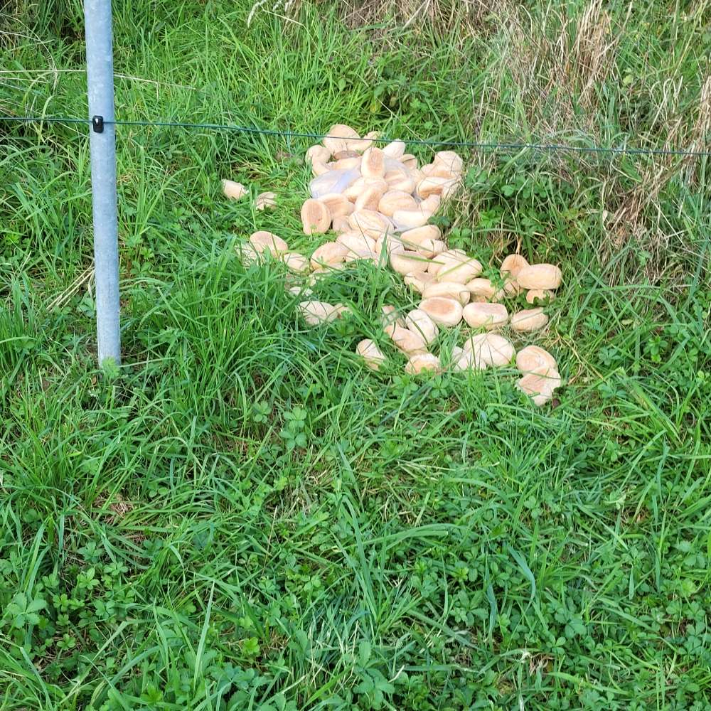 Giftköder-Verdächtiger Brötchenhaufen-Profilbild