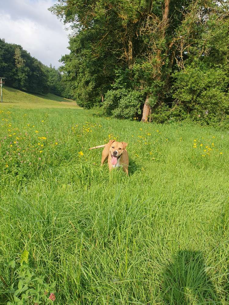 Hundetreffen-Spaziergang spielen chillen-Profilbild
