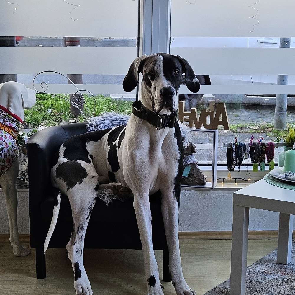 Hundetreffen-Spielkameraden oder gassifreunde gesucht-Profilbild