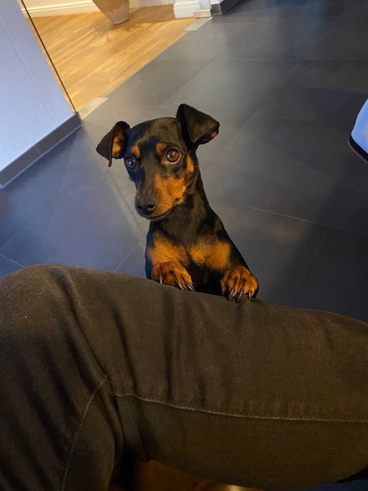 Hundetreffen-Gemeinsame Gassirunden-Profilbild