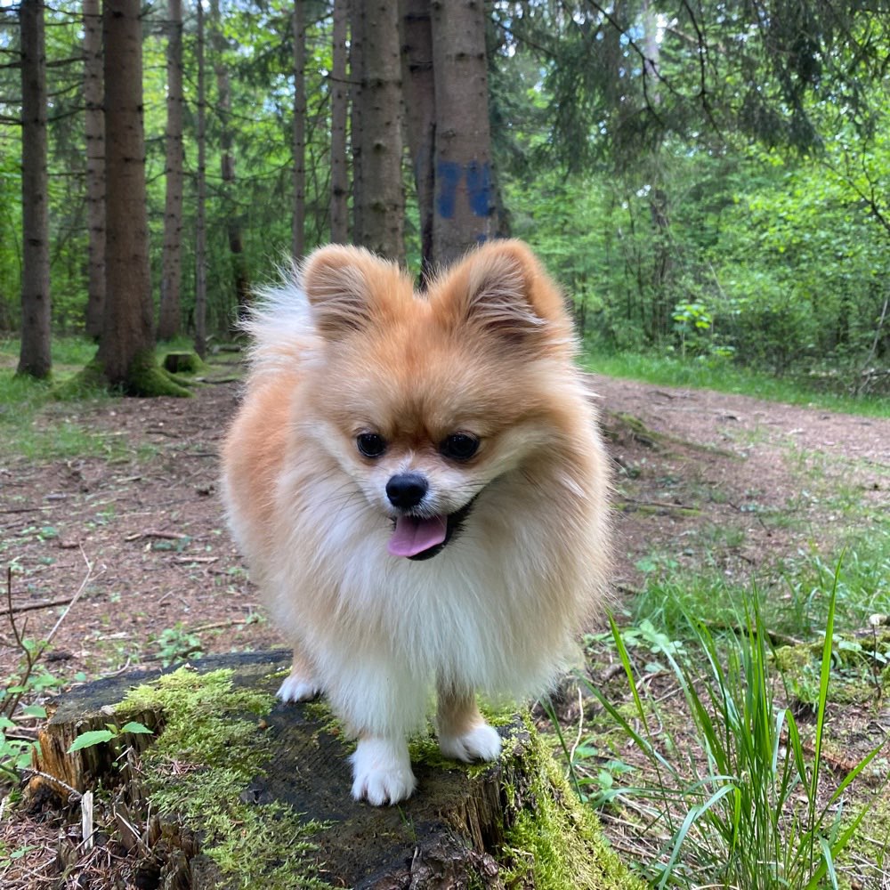 Hundetreffen-Spielbuddys und Gassifreunde gesucht :-)-Profilbild