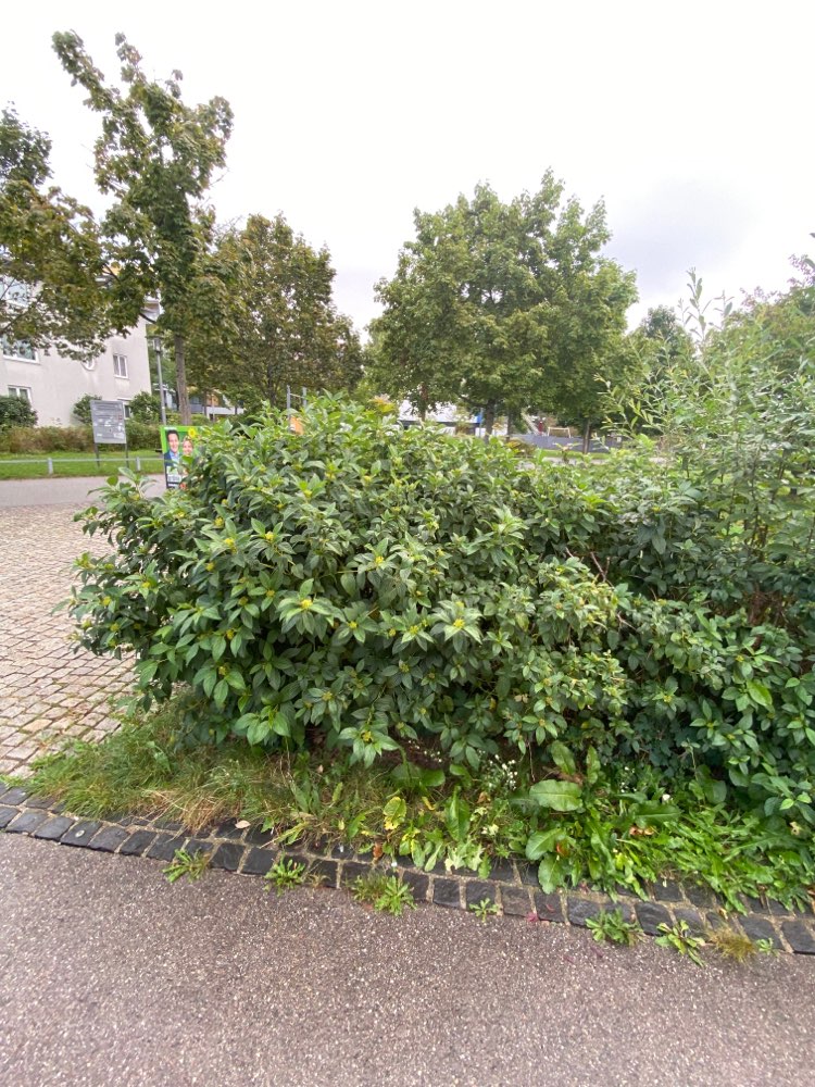 Giftköder-Potenzieller Giftköder (nähe Mira-EZ)-Profilbild