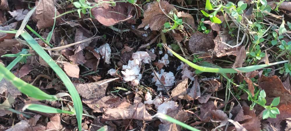 Giftköder-Verdacht auf Giftköder!-Profilbild