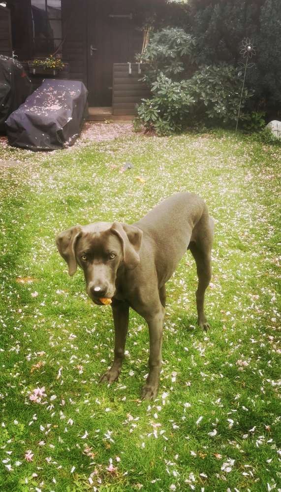 Hundetreffen-Gassitreff & spielrunde-Profilbild