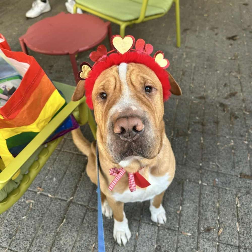 Hundetreffen-Spiel und Gassi Treffen-Profilbild