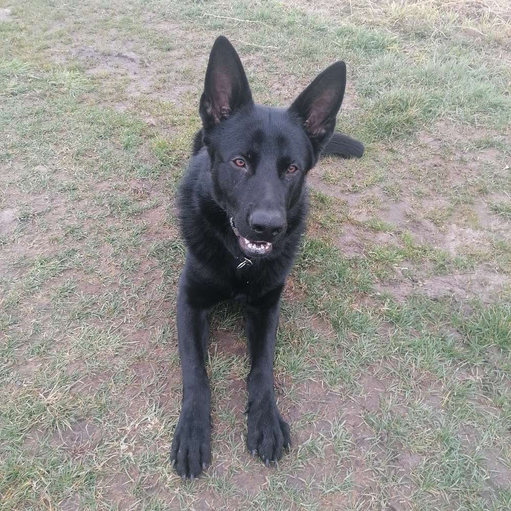Hundetreffen-Junghund-Profilbild