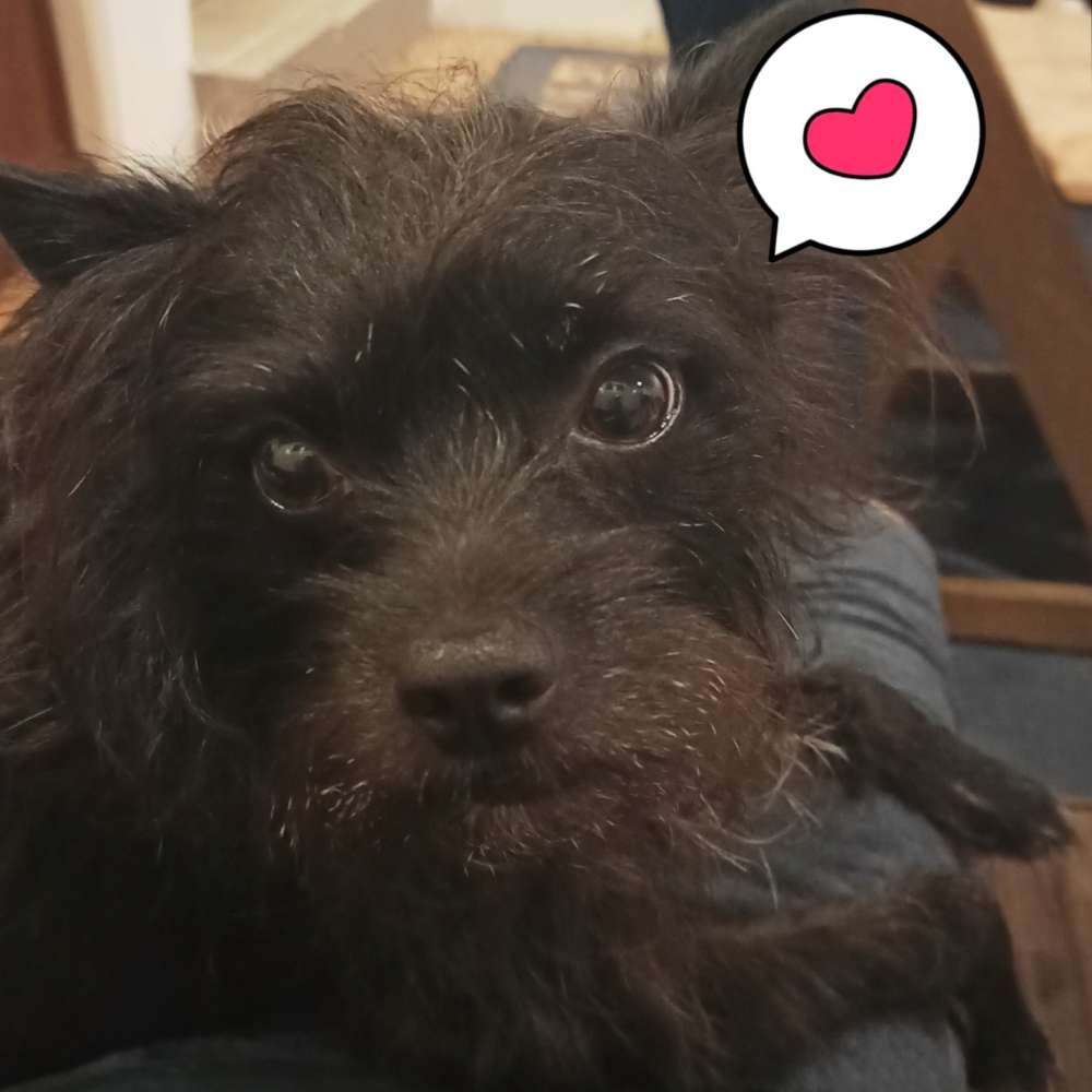 Giftköder-Ibuprofan in Leberwurst-Profilbild