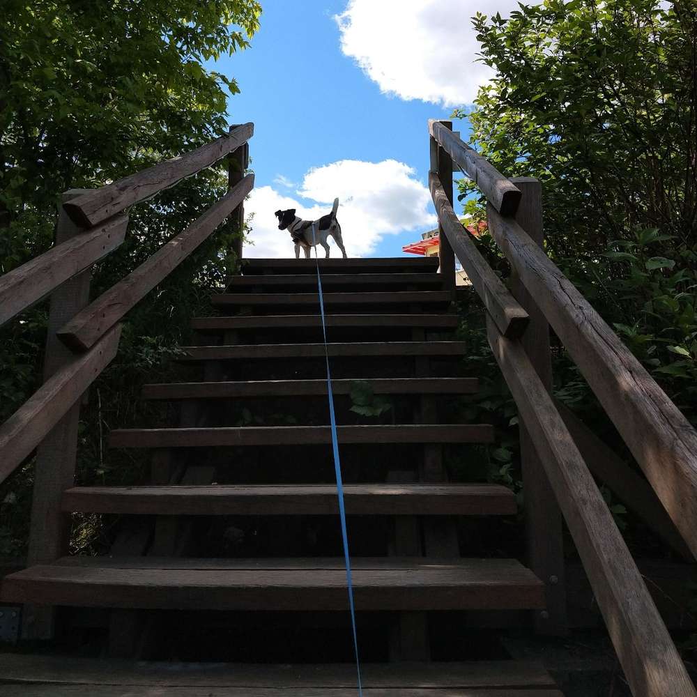 Hundetreffen-Treff zum rumlatschen mit hundis-Profilbild