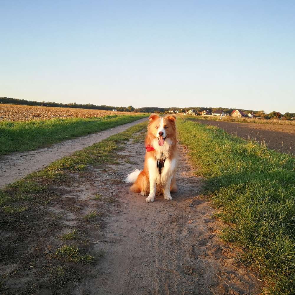 Hundetreffen-Social Walk und Training-Profilbild