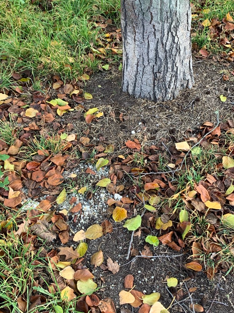 Giftköder-weißes Pulver und Kügelchen-Profilbild