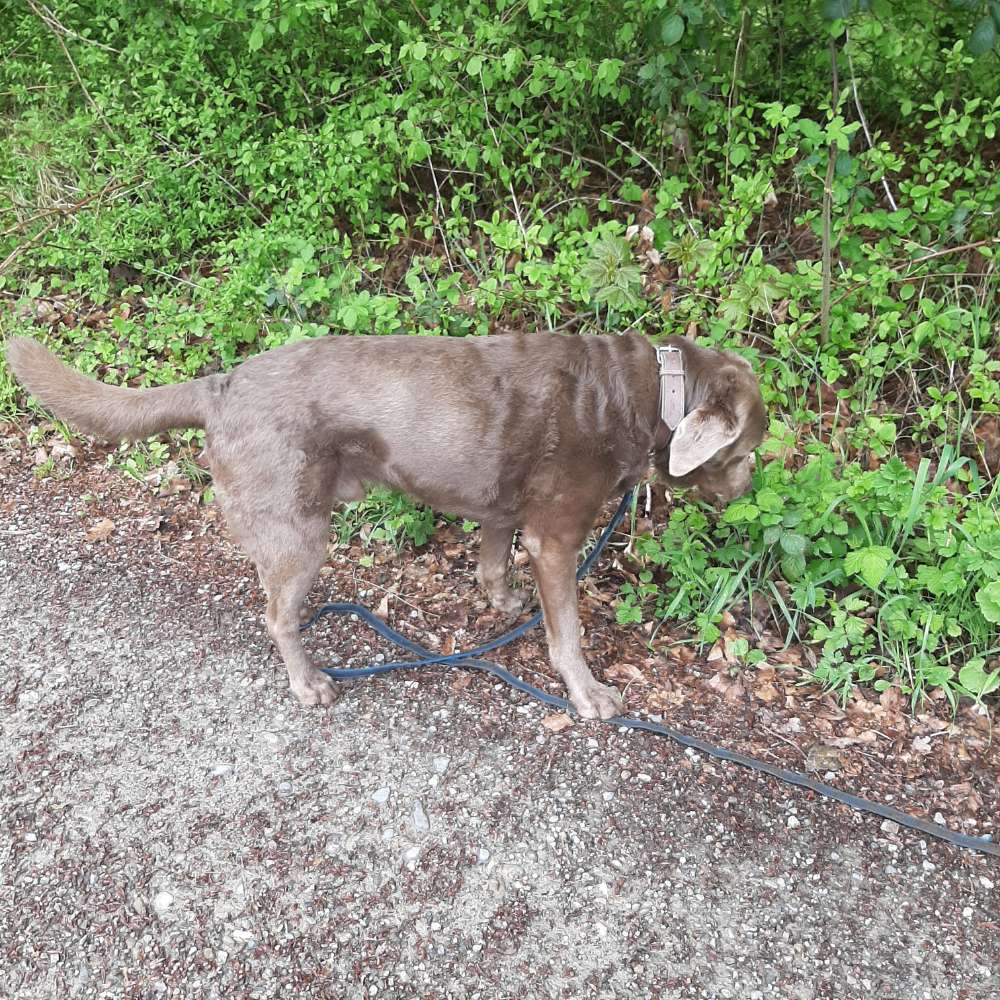 Hundetreffen-Waldspaziergang-Profilbild