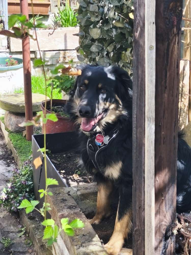 Hundetreffen-Soziale Kontakte für lieben stürmischen Junghund gesucht-Profilbild