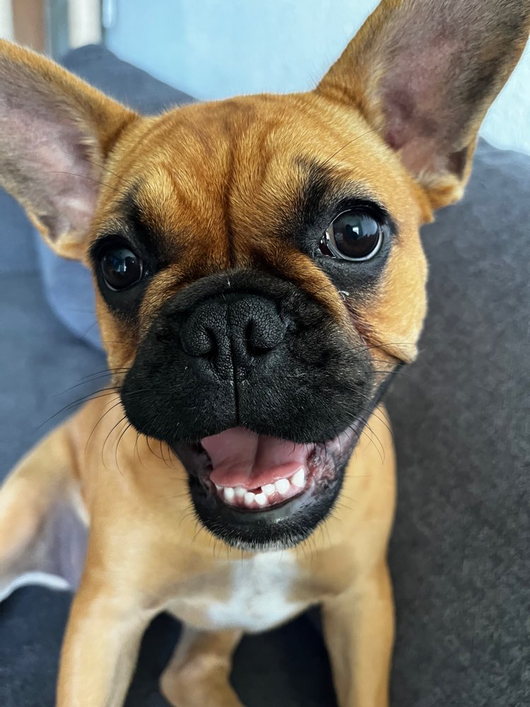 Hundetreffen-Hundekumpel gesucht 🐶-Profilbild