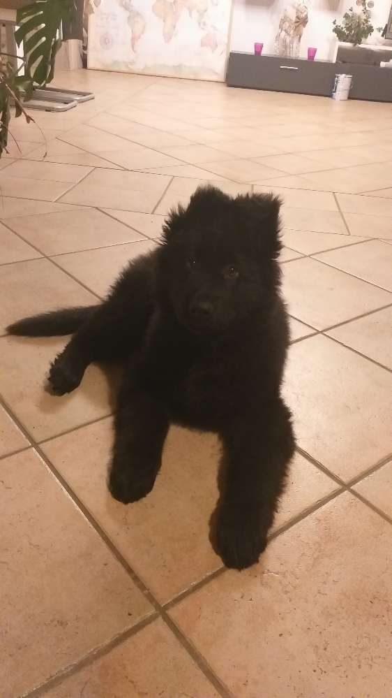 Hundetreffen-Welpentreffen 🐶💕-Profilbild