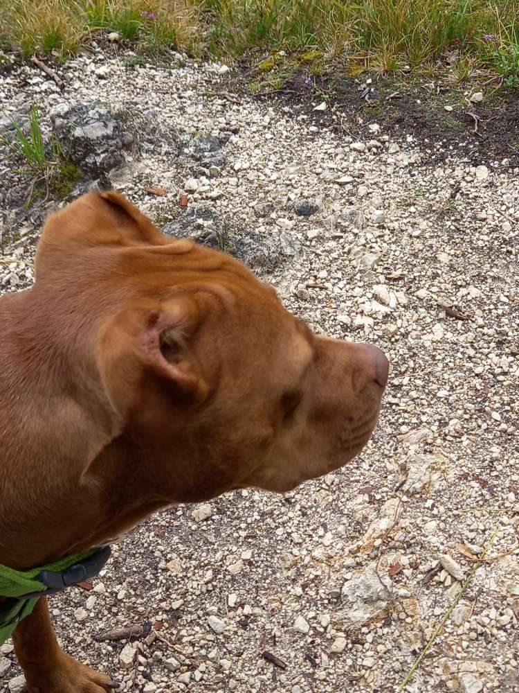 Hundetreffen-Spaziergänge mit etwas Training an Begegnungen-Profilbild