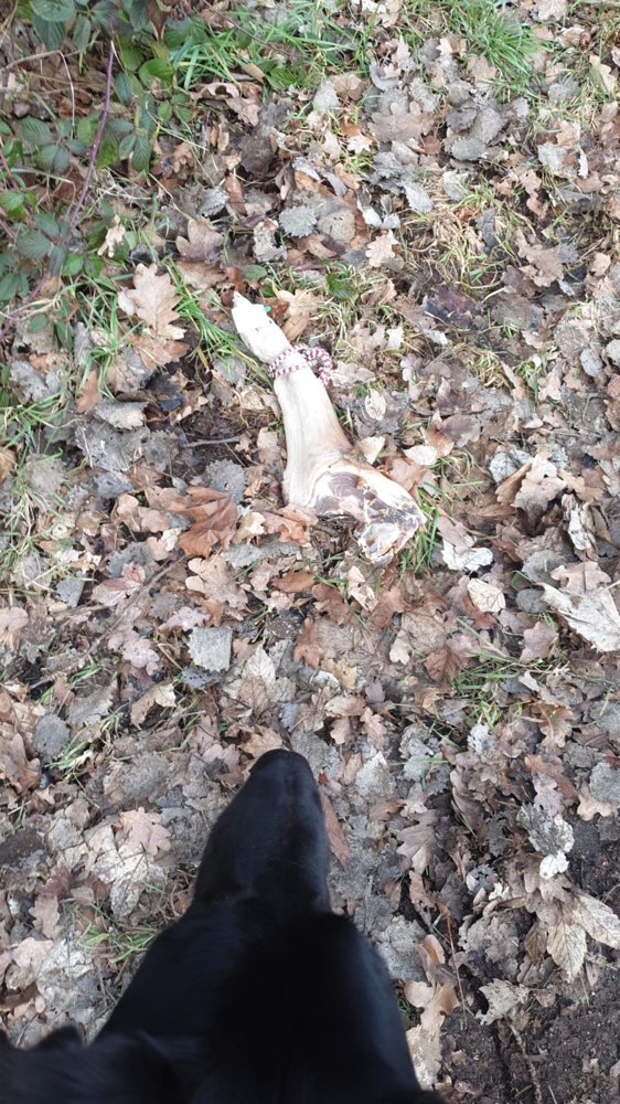 Giftköder-Fleischstück (Bein)-Profilbild